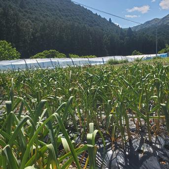 和歌山産 平戸にんにく 乾燥バラ500g 農薬化学肥料不使用 ニンニク