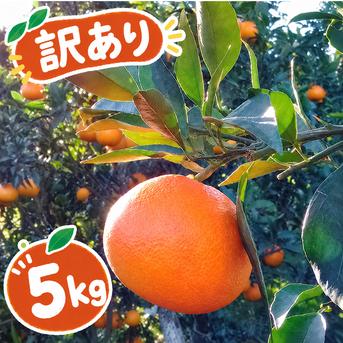 訳あり】まどんな 5kg みんなトリコになる プルプル 新食感 高級柑橘