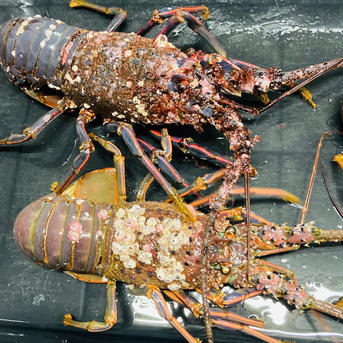 訳あり（フジツボ付き） 冷凍伊勢海老 大2キロ（4-6匹） | 魚介