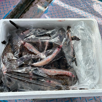 オニオコゼ、1尾150g前後〜200g1キロ前後 1キロ前後 魚介類/その他魚介通販