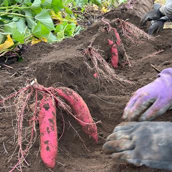 〇 90日間熟成しました 〇 熟成芋 農薬不使用 紅はるか（5kg）【期間