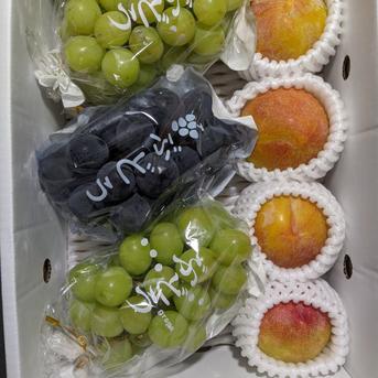 ブドウとスモモ 約1.6kg 果物/果物セット・詰め合わせ通販