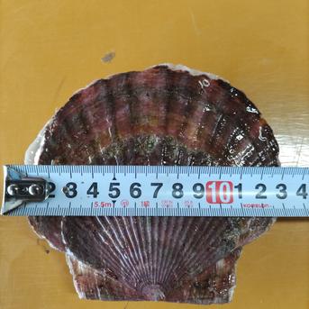 東海、北陸地方の方限定！野付産 特大サイズ活ホタテ４キロ12枚前後 4キロ 魚介類/ホタテ通販
