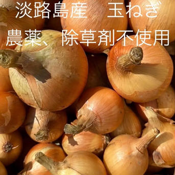 【小玉】農薬・除草剤不使用！淡路島 玉ねぎ 5kg いつものサラダをアップグレード 玉ねぎ 6kg  Sサイズ35個程度 野菜/玉ねぎ通販