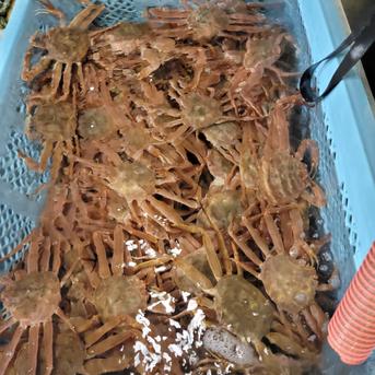 【急いで!!本日最終日】オオズワイ蟹  80サイズ詰め込み商品 80サイズ発泡に詰め込みます。  約3kg前後 魚介類/カニ通販