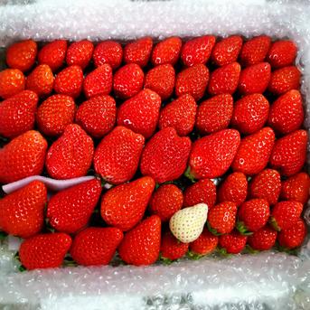 【母の日ギフト】トクトク🍓いちごの宝石箱！酵素栽培の完熟とちおとめ 母の日トクトクいちごの宝石箱1箱 果物/いちご通販