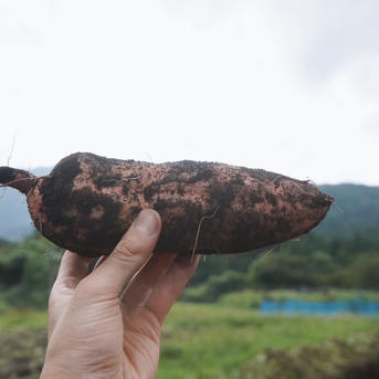 安納芋20kg】蜜があふれる、黄金のごちそう。栽培期間中農薬不使用