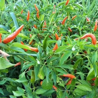 唐辛子様 希望価格ページ 希少カラー】オレンジ弥平唐辛子300g｜淡路島産｜生・フレッシュ