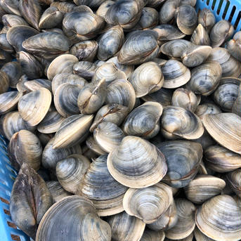 三番瀬ホンビノス貝 5kg 5kg 魚介類/ホンビノス通販