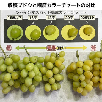 本場信州産 旨味を極めた極上シャインマスカット（6〜10房入り