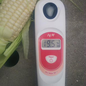●大容量パック● まるでスイーツ！！生食できる「プレミアムホワイトコーン」サイズお任せ10kgセット 10kg 野菜/とうもろこし通販