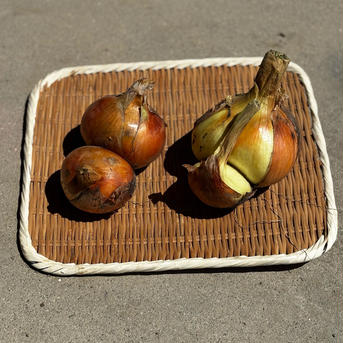 自然栽培　特大玉ねぎ4.5ｋｇ 玉ねぎ4.5ｋｇ 野菜/玉ねぎ通販