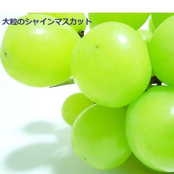 これから旬！甘～い完熟朝採りシャインマスカット2kg~ 3～4房入り
