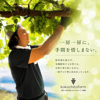岡山県産『ナガノパープル』900g ｜ 果物/ぶどう 産直アウル 農家