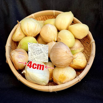 ジャンボにんにく　乾燥にんにく　訳ありA品3kg 3kg 野菜/にんにく通販