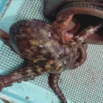瀬戸内海産・産地直送『まだこ』 1.5〜1.7kg(内臓処理前の重量です。） 魚介類/タコ通販