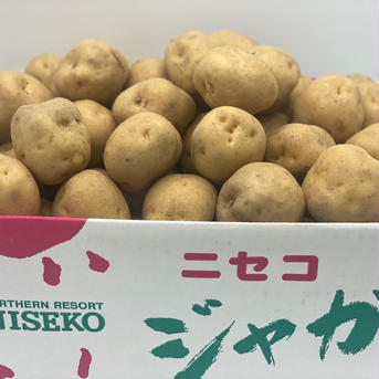 お歳暮　キタアカリ（北あかり）いも　Mサイズ　じゃがいも　5キロ　北海道　ニセコ ５㎏ 野菜/じゃがいも通販