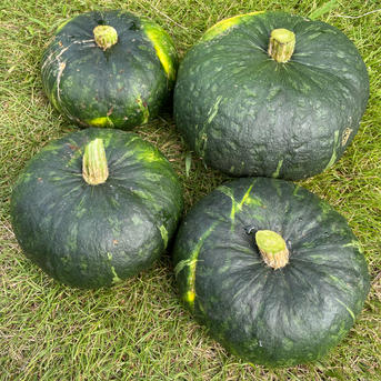 かぼちゃ 無農薬 ｜ 野菜/かぼちゃ 産直アウル 農家・漁師など生産者 