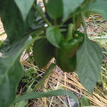 山合いの土地で栽培したピーマン　1.5kg ピーマン1.5kg 野菜/ピーマン通販