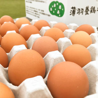 ★メディア掲載記念特別価格★【初たまご75個】『枯草菌』育ちの鶏の初たまご75個 初たまご75個 卵/鶏卵通販