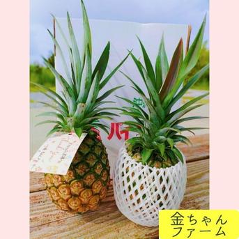 とろける優しさ】乳白のパイン『ホワイトココ』4玉(約4.0kg