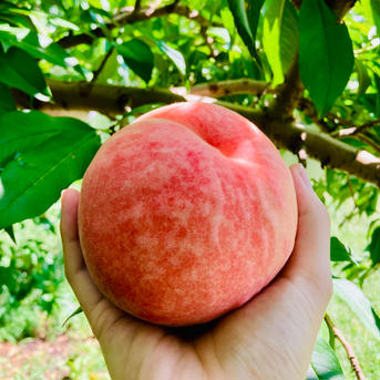 🍑夏ギフト🍑果汁たっぷり！旬の白桃・品種おまかせ（約2kg・6〜8玉入り）（贈答用） 桃（約2kg6-8玉） 果物/もも通販