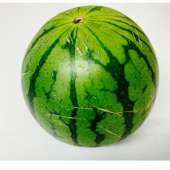 【選果落ち 訳あり商品】 熊本 小玉すいか 2玉 約2Kg Sサイズ以上 規格外 家庭用 贈答不可 加工用 (002)小玉西瓜  熊本県産 果物 フルーツ  2玉 約2Kg Sサイズ以上 果物/スイカ通販