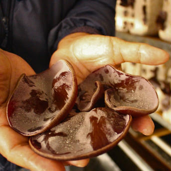 【11月末迄の出荷で本年度終了】高知県仁淀川町産｜生きくらげ1kg(500g×2P) 1kg(500g×2パック) 野菜/きのこ通販