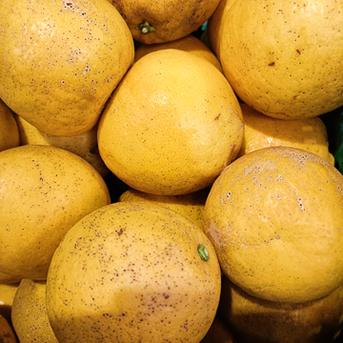 旬祭限定】訳あり 河内晩柑 10kg 爽快 和製グレープフルーツ ｜ 果物