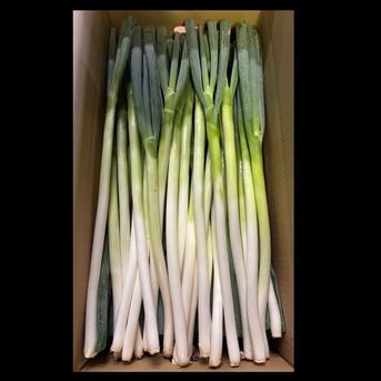 大分県産 採れたて白ネギ（太め）6kg ｜ 野菜/ねぎ 産直アウル 農家