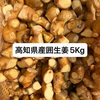 高知県産囲生姜4Kg 高知県産 囲生姜（箱） 4KG: 農産品 KANTO EXPRESS