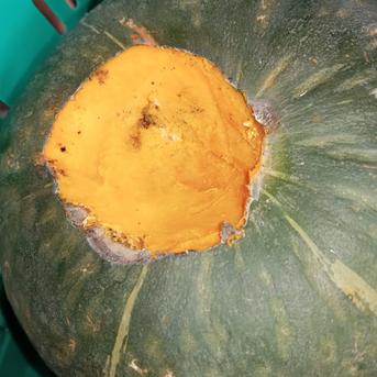 完熟しすぎかぼちゃ🎃（5キロ）激安価格‼️熟れすぎて柔らかくなっ