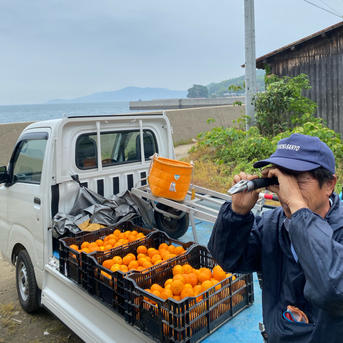島育ち 濃厚 甘い 春みかん カラマンダリン 10kg（箱込み） ｜ 果物