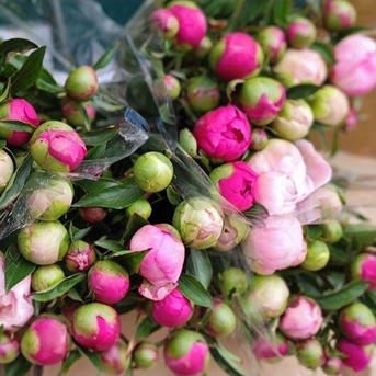 農家直送！芍薬(シャクヤク）おまかせミックス 20本セット 母の日