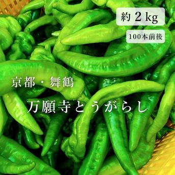 【京都・舞鶴産】朝採れ直送 万願寺とうがらし-良品8.5㌔ 京都・舞鶴産】朝採れ直送 万願寺とうがらし 良品 10cm以上 約2kg