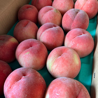 桃「まどか」家庭用5kg ｜ 果物/もも 産直アウル 農家・漁師など生産者