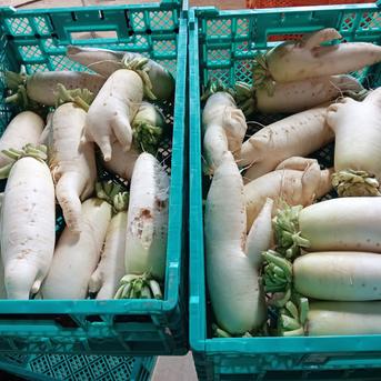 超訳あり 大根 30キロ入(島根県産) 安すいには理由があります 商品説明