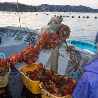 完売御礼【冷凍剥きホヤ200ｇ】 剥きたての味！ 三陸宮城女川産 真海鞘 3年子 酒の肴 剥きホヤ200g 魚介類/その他魚介通販
