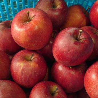 極小玉サンふじ15kg | 果物/りんご 産直アウル 農家から直接野菜などの
