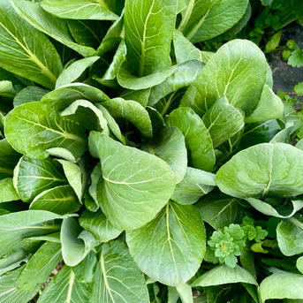 小松菜1.2kg(200g×6袋) 農薬・化学肥料不使用 1.2kg 野菜/小松菜通販