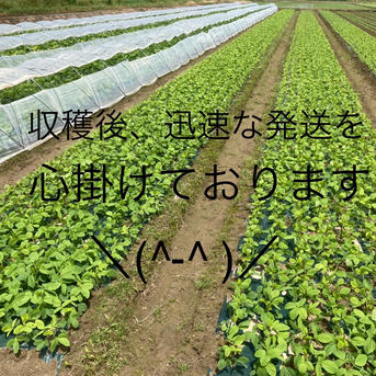 枝豆（500g）が入った新鮮野菜5〜6品詰め合わせセット 枝豆（500g）と新鮮野菜5〜6品 野菜/野菜セット・詰め合わせ通販