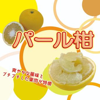 ビッグで上品な甘み『パール柑』8.3～9.3kg ｜ 果物/オレンジ・その他