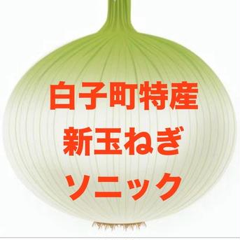 白子町産 新玉ねぎ（ソニック） 玉ねぎ 約4.7kg 野菜/玉ねぎ通販