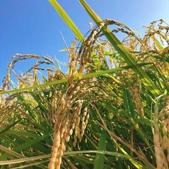 大特価品 令和7年産 淡路島キヌヒカリ 玄米30キロ ｜ 米・穀物/米/精米