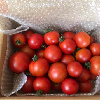 ミニフルーツトマト880 1.8kg 野菜/トマト通販