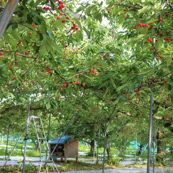 果肉しっかり 朝もぎ直送 山形県東根市産【紅秀峰】500g ｜ 果物