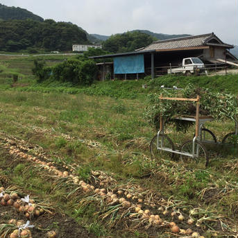 カツラギ農園　淡路島産　玉ねぎ5kg 5kg 野菜/玉ねぎ通販