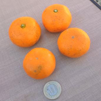 安間農園の三岳みかん🍊【小玉】 5kg 果物/温州みかん通販