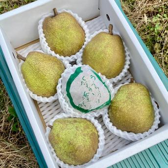 花梨さま専用 梨 【羽田梨園】 萱場の梨 5kg Lサイズ以上 10～14玉 贈答用 福島県