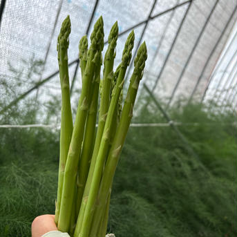 アスパラガス1.2キロ アスパラガス 野菜/アスパラガス通販